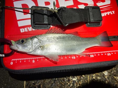 鯵を探して三千里Vel.29