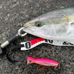 久しぶりのフィーーシュ!