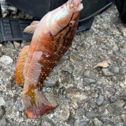 少し遠出ライトゲーム②