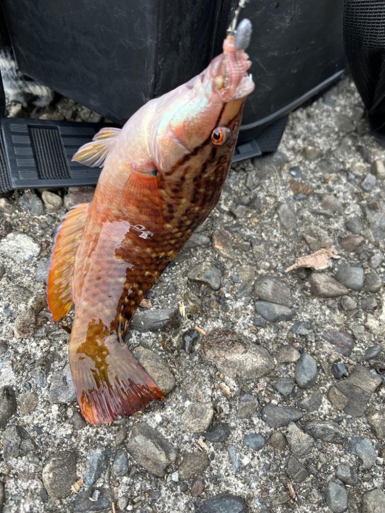 少し遠出ライトゲーム②