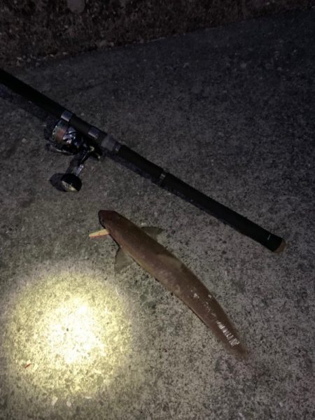 太平洋、初遠征