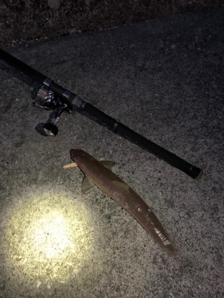 太平洋、初遠征