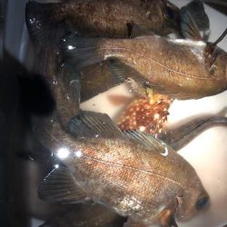 早朝の満月メバリング