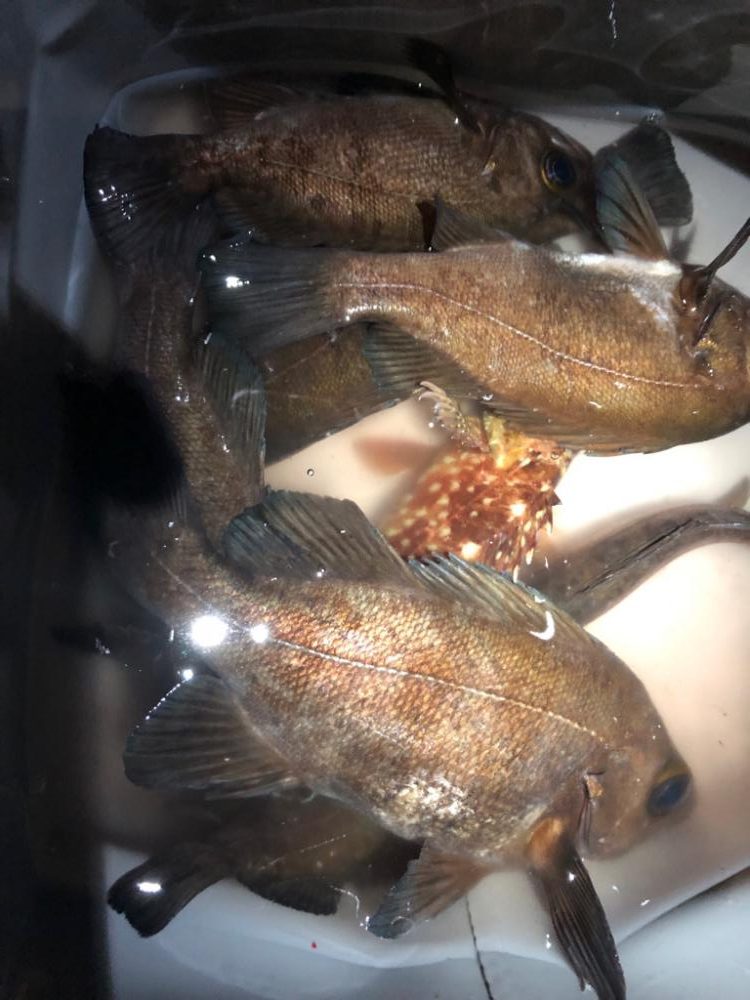 早朝の満月メバリング