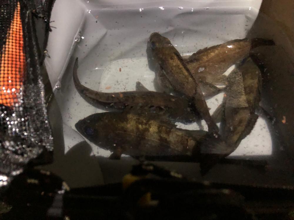 メバリングマラソン