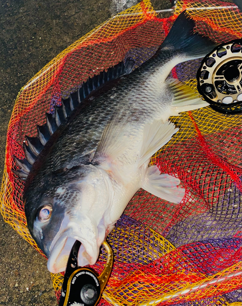 ヘチってきました