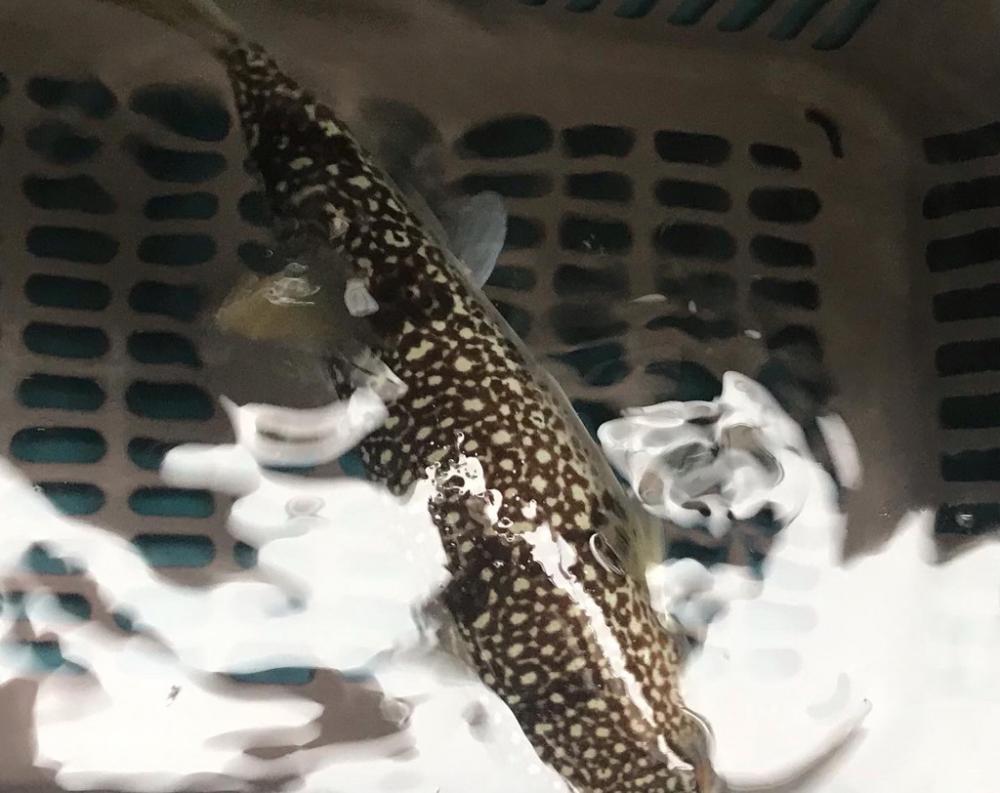 淡路カットウ釣り