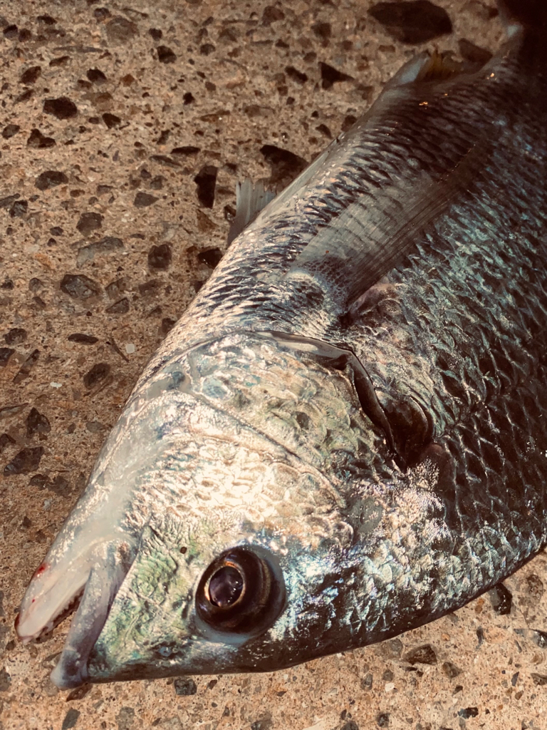 ヘチってきました