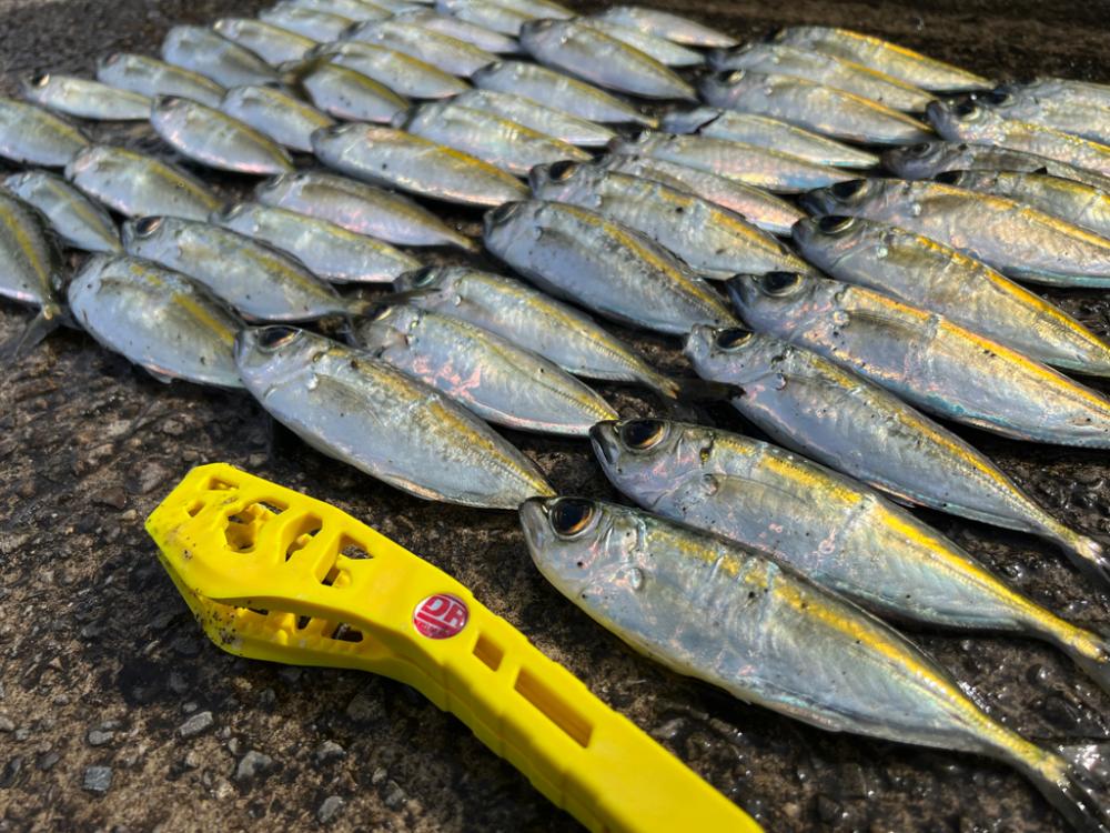 鯵を探して三千里Vel.30