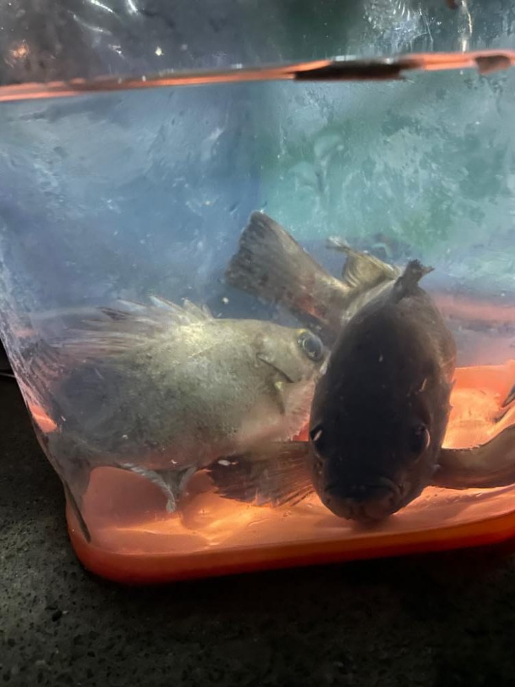 ヤリイカ不発、メバルGET