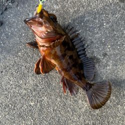 四日市根魚ライトゲーム