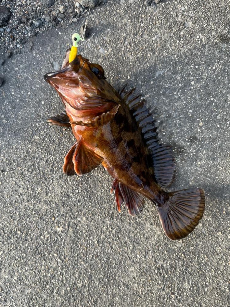 四日市根魚ライトゲーム