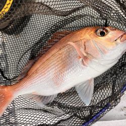 反応はあるが、