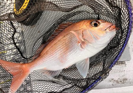 反応はあるが、