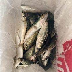 サビキにハマりつつある