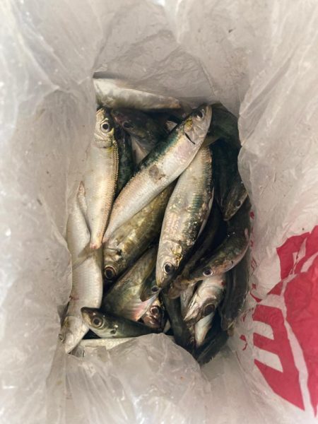 サビキにハマりつつある