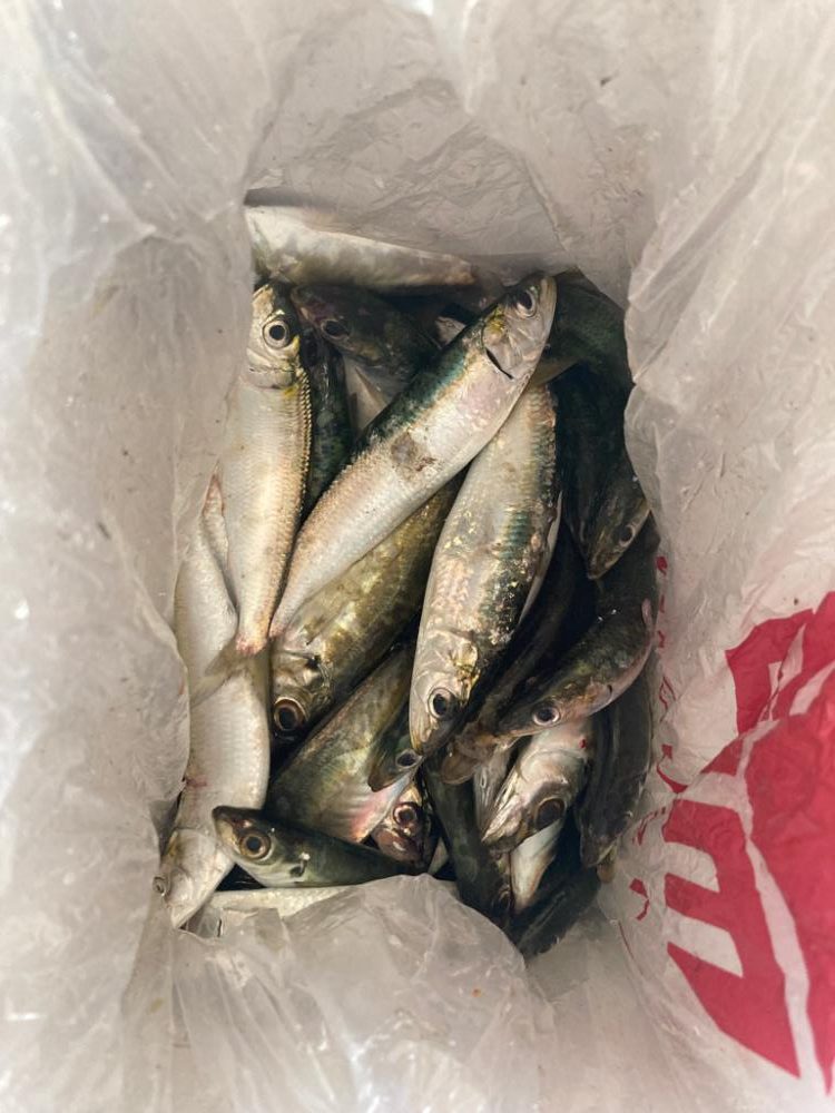 サビキにハマりつつある