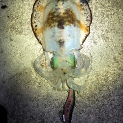 【田辺エリア】冬の夜でもシャローエギング(…