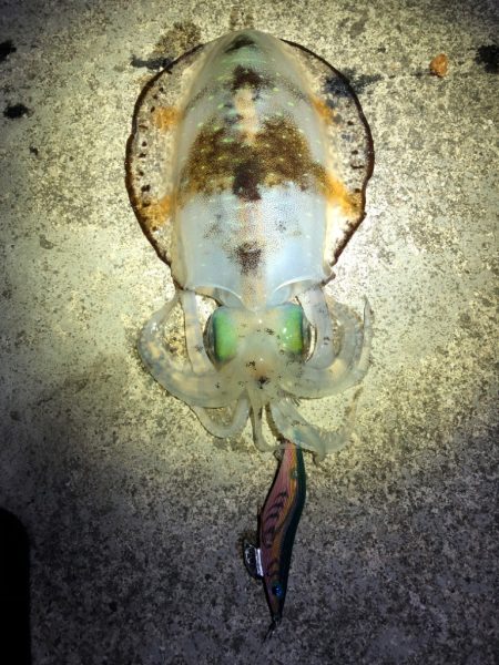 【田辺エリア】冬の夜でもシャローエギング(…