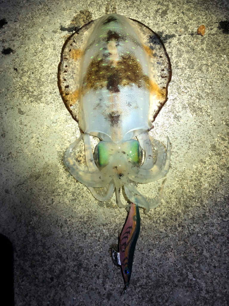 【田辺エリア】冬の夜でもシャローエギング(2月クリア)