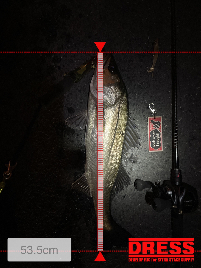 陸っぱり今年初