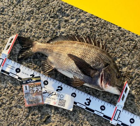 潮の流れもなく風もなくベタ凪の暖かい日