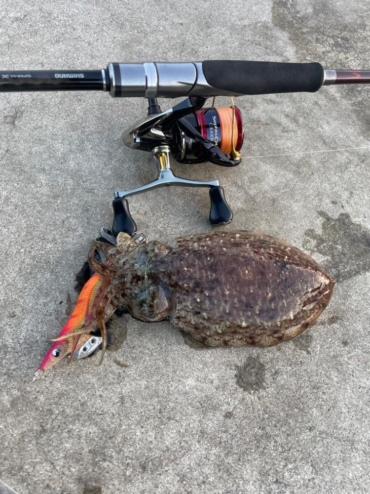 スミイカエギング