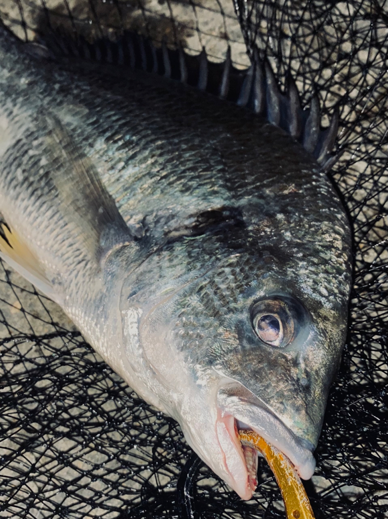 ヘチってきました