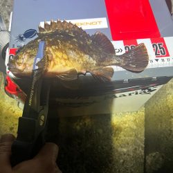 メバルを求めるも、、、