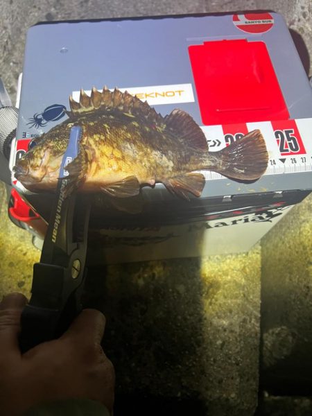 メバルを求めるも、、、