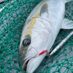 ヒラマサジギング