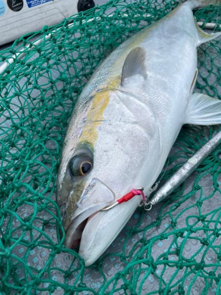 ヒラマサジギング