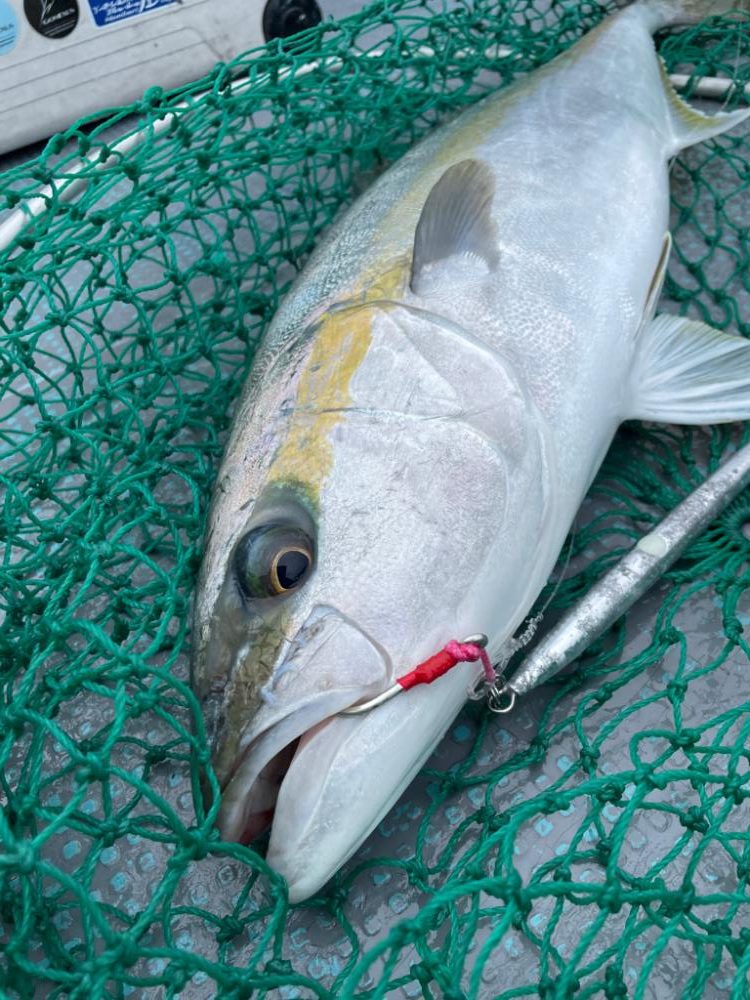 ヒラマサジギング