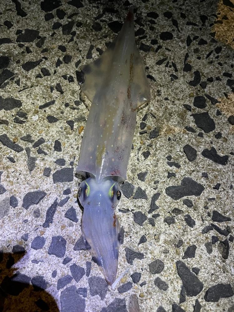 夕まずめチャレンジ(  •̀ •́ )୨⚑︎゛