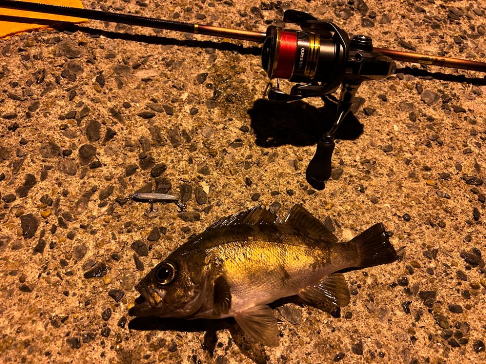 やっと満足度いく釣果