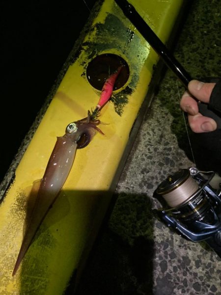 餌木蔵ヤリイカゲット！