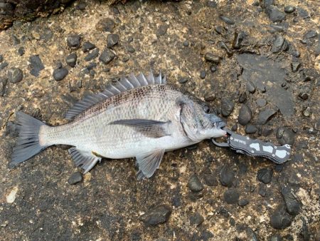 グレ狙いのはずが。。