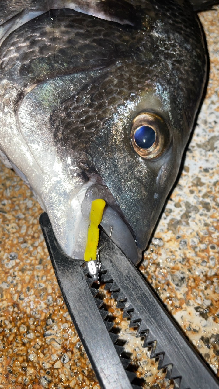 雨のちメバリング♪
