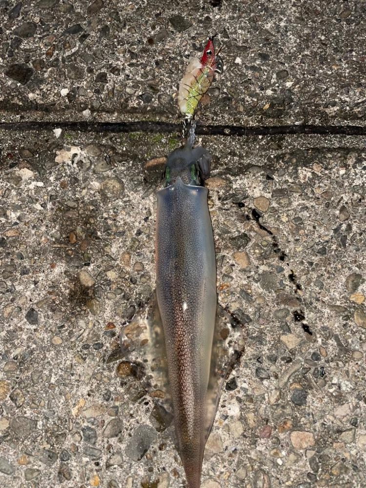 越前海岸でヤリイカ