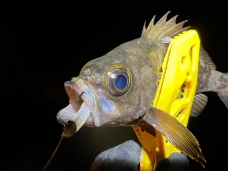 メバルを探して三千里Vel.6