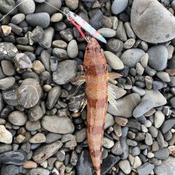 冬のサーフ調査