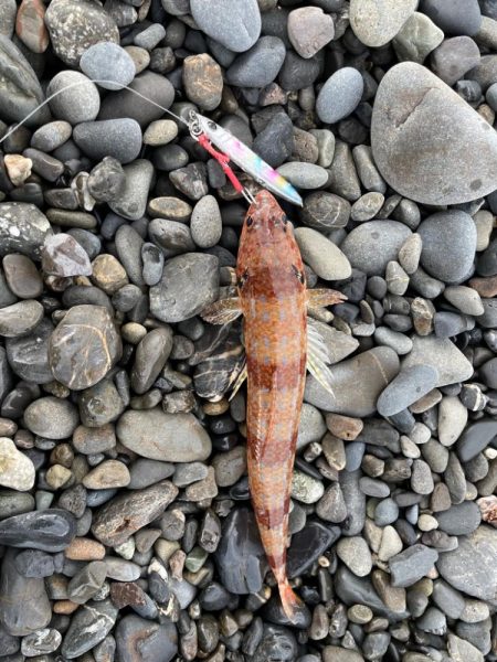 冬のサーフ調査