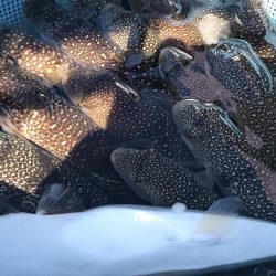 淡路カットウ釣り