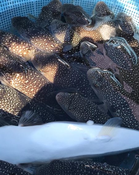 淡路カットウ釣り