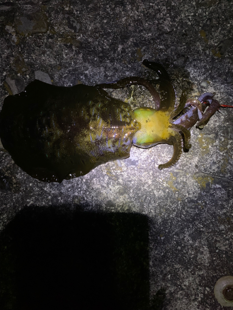 アオリイカ釣り
