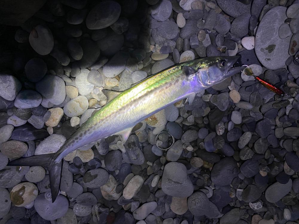 浜はサゴシ好活性