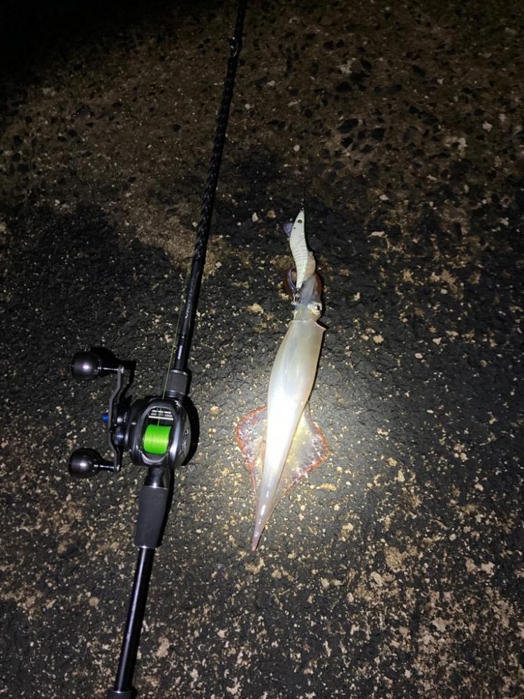 ヤリイカ厳しいけどなんとか釣れる