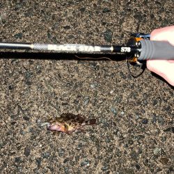 23メバリング日記3