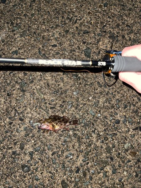 23メバリング日記3