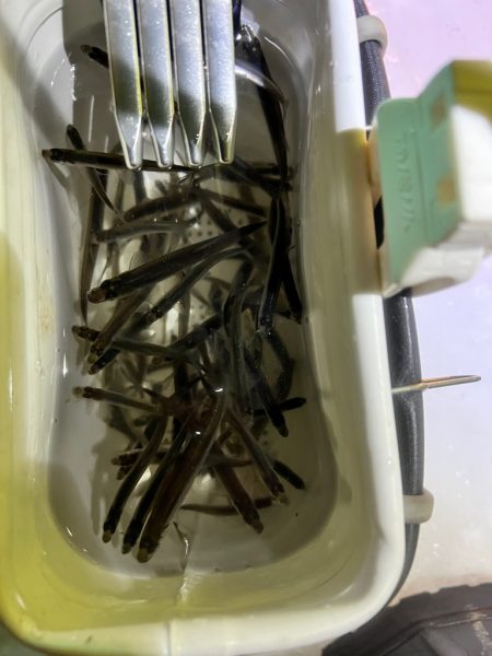 氷上ワカサギ釣り